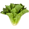 The Lettuce