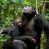 Primatology.net