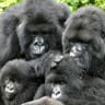 Primatology.net