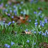 Chasing the Blue Flower 