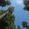 Speaking for the Trees, No Matter Where They're From