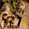 Primatology.net