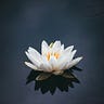 The Lotus Pond - Learn.Heal.Share