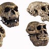 Anthropology.net