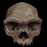 Anthropology.net