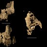 Anthropology.net