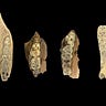 Anthropology.net