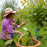 Medicinal Tree Woman