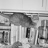 Cat Hair On the Cutting Board