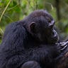 Primatology.net