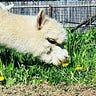 Dandelion Fields Alpaca