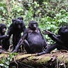 Primatology.net