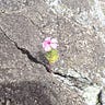 Flower beats rock