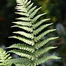 Fern Musing