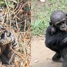 Primatology.net