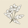 Petal & Pencil