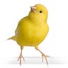 Canary In a Covid World