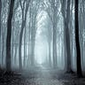 Christian Ethics in the Wild