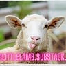Not A Little Lamb