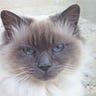 The Dalai Lama's Cat & Other Intrigues by David Michie