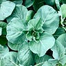 Notes of a Make-Believe Farmer