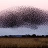 Our Collective Becoming