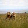 Nature & Wildlife