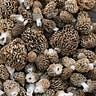 VINTAGE MORELS 