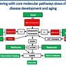 Slow Aging and Delay Chronic Disease Development
