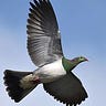 Taking Flight