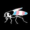 The Transgender Gadfly