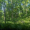 Forest Future
