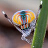 Bugstack
