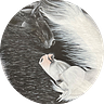 The Gray Horse Diaries