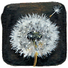 Dandelion Seeds: Illustrated Essays
