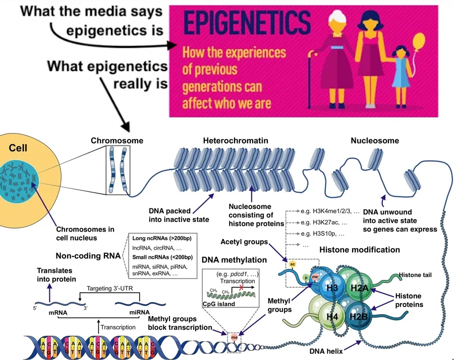 Featured image from the article, depicting what the media says epigenetics is (a mechanism for transmitting trauma across generations separate from genes) and what it actually is (the molecular mechanisms that modify gene expression in specific tissues).