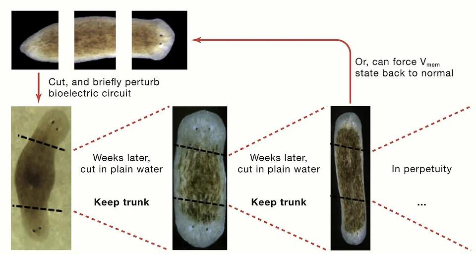 Diagram summarizing the process for producing two-headed planarian worms indefinitely by altering its bioelectric circuit