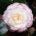 Twitter avatar for @BensBotanics