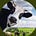 Twitter avatar for @DevinCow