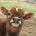 Twitter avatar for @EveryDayCows