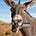 Twitter avatar for @bhdonkey1
