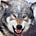 Twitter avatar for @graywolf442
