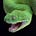 Twitter avatar for @random_snakes