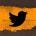 Twitter avatar for @Blackbirds