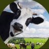 Twitter avatar for @DevinCow