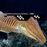 Twitter avatar for @cuttlefish_btc