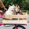 Twitter avatar for @dogsbybike