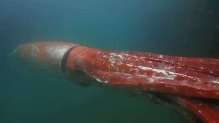 Inflation drivers, giant squids & the global gemstone market