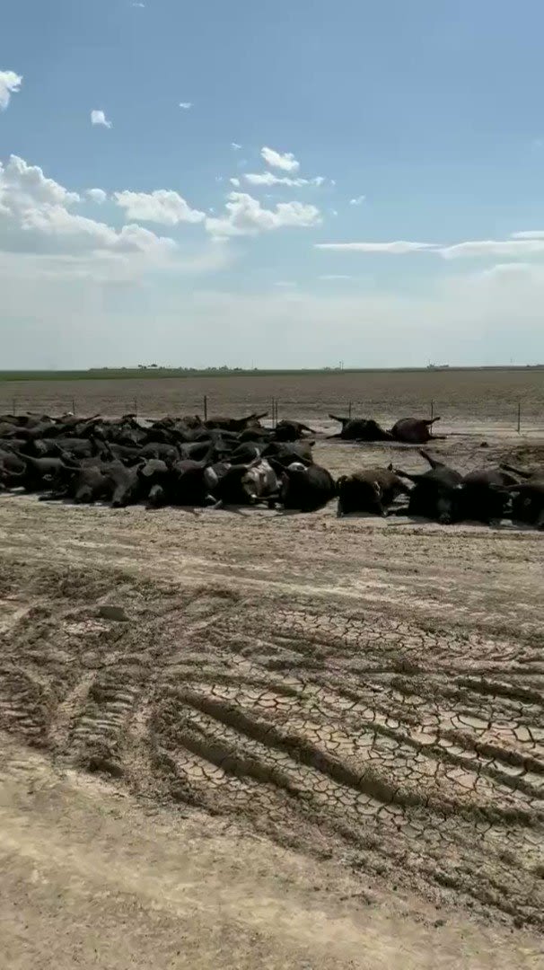 10,000 Cows dying together on one farm because of Heat is a “statistical impossibility”