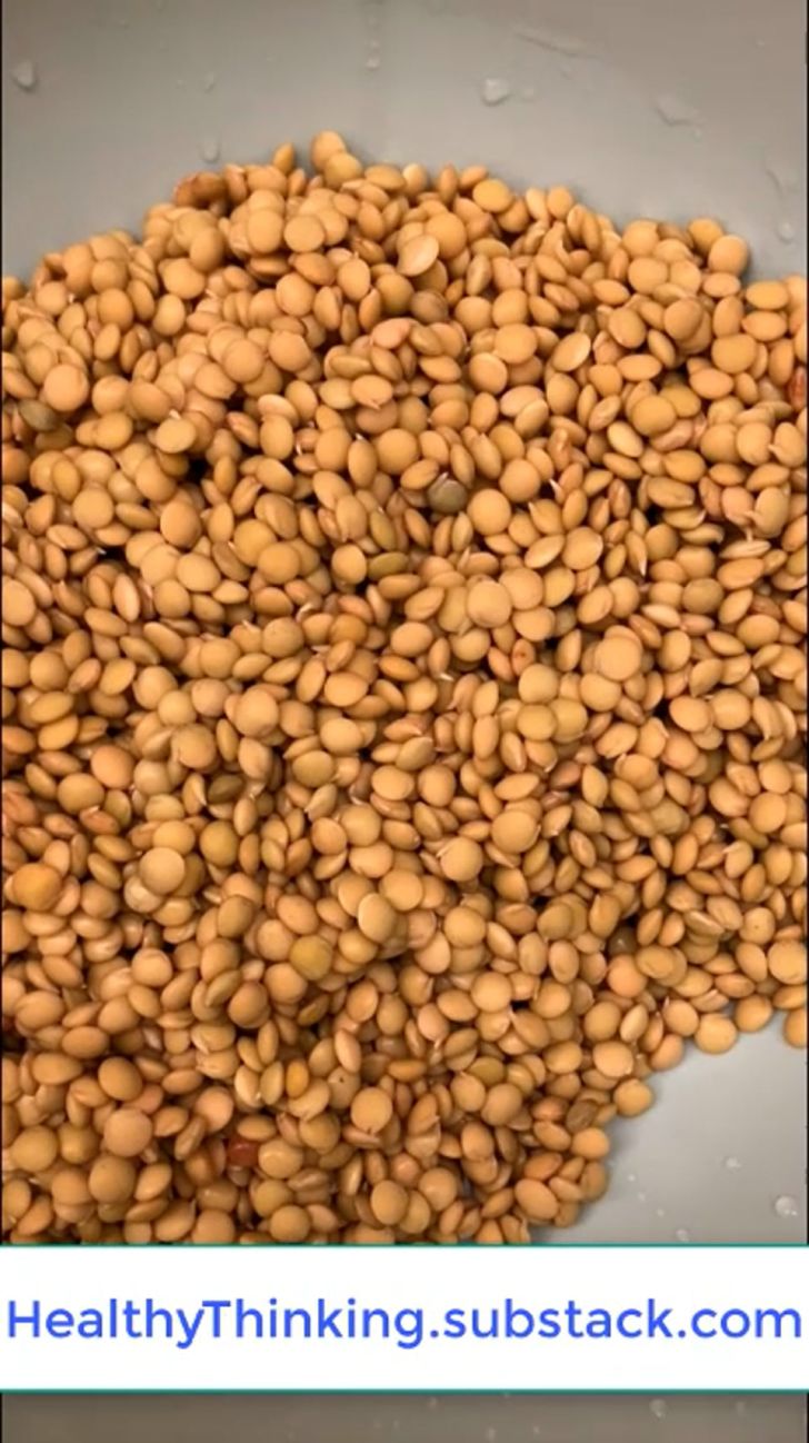 Fascinating biology of sprouting lentils [VIDEOS] at 12, 36, and 48 hours